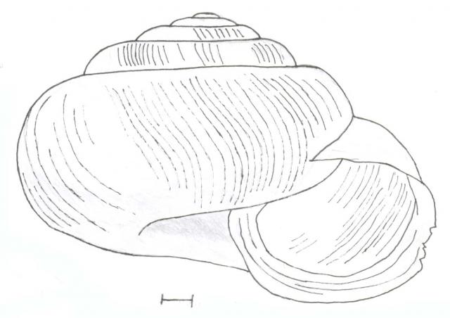 Euomphalia strigella 1